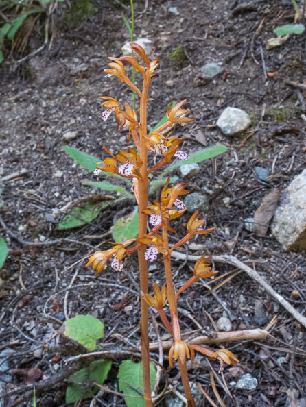 Spotted coralroot orchid