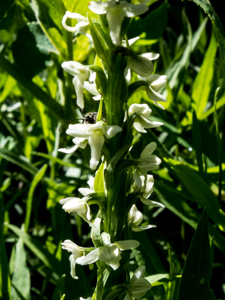 White bog orchid with pollinator