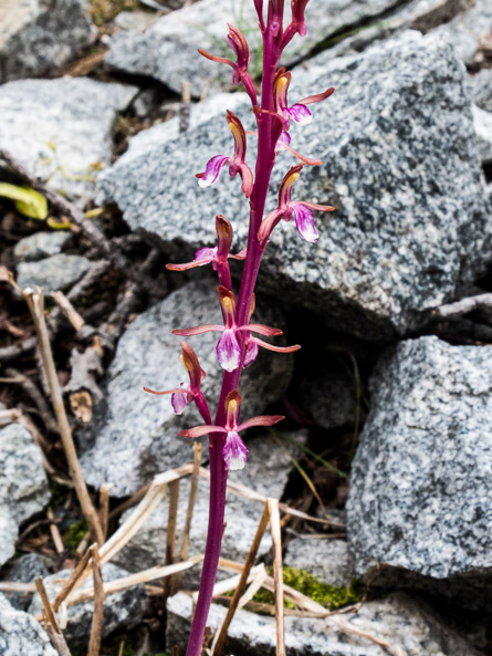 Western coralroot orchid
