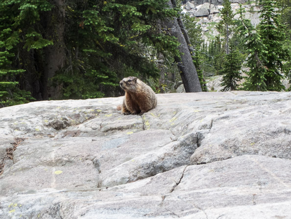 Marmot that chewed stuff