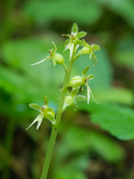 Heart-leaved twayblade orchid