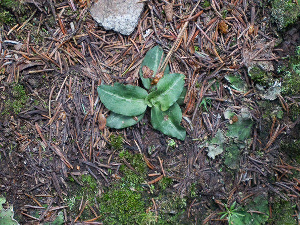 Goodyera oblongifolia orchid