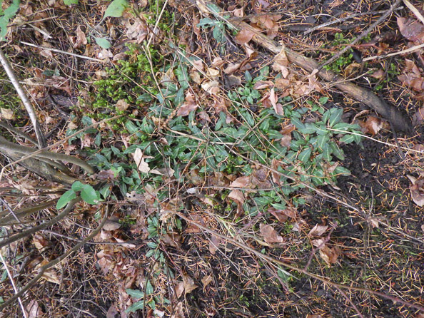 Colony of Goodyera Oblongifolia