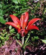 Wood lily