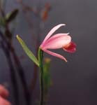 rosepogonia1992