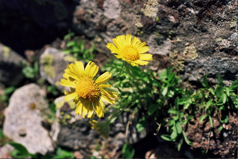 Alpine sunflower