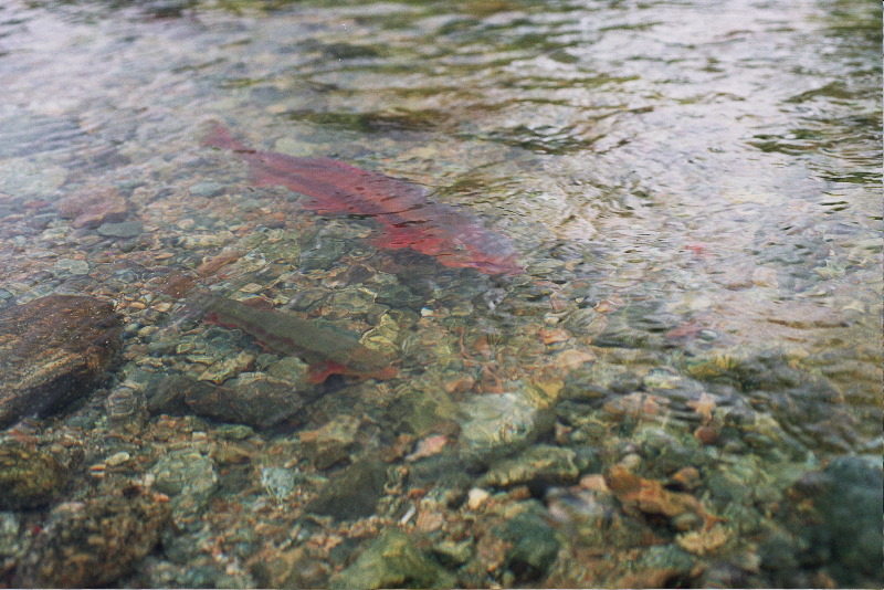 Trout spawning