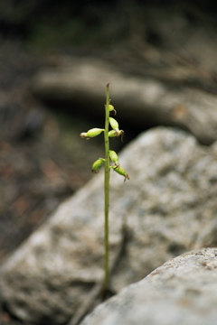 Northern coral root orchid (seed pods)
