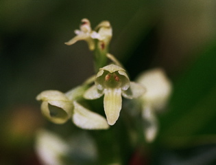 Rein orchid blossom detail