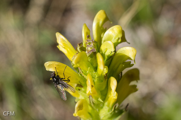 Pollinator on Pedicularis sp.